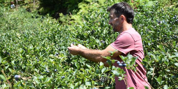 Bu bahçeden mavi yemiş almak isteyenler ürünleri kendileri topluyor