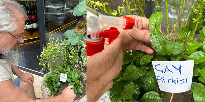 Rizeli vatandaş yaş çay fidesini Tokat'ta iş yerinin önünde yetiştiriyor