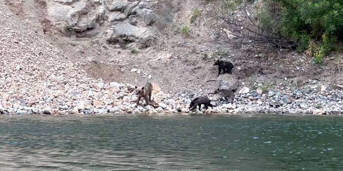 Artvin'de Çoruh Nehri'nden su içen ayı ve yavruları görüntülendi