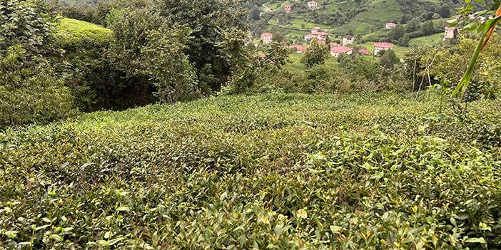 3. sürgünde sıcaklar yaş çayı yaktı, üretim yarıya düştü