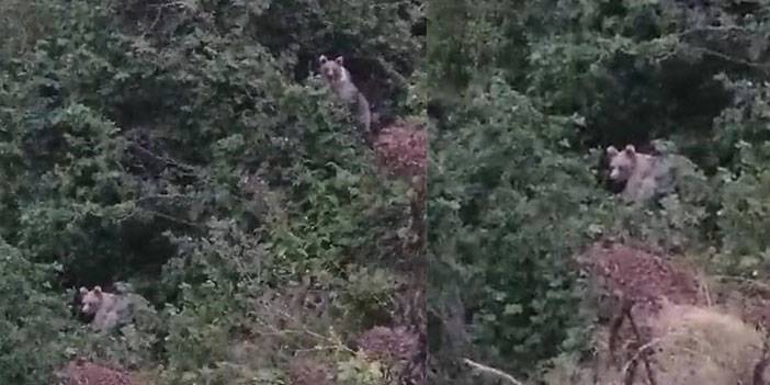 Rize'de ayıların fındık keyfi kameraya yansıdı