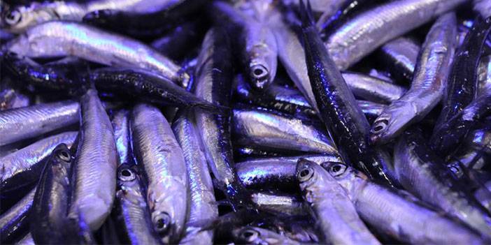 Deniz Suyu Soğumaya, Balık Tezgâhları Şenlenmeye Başladı