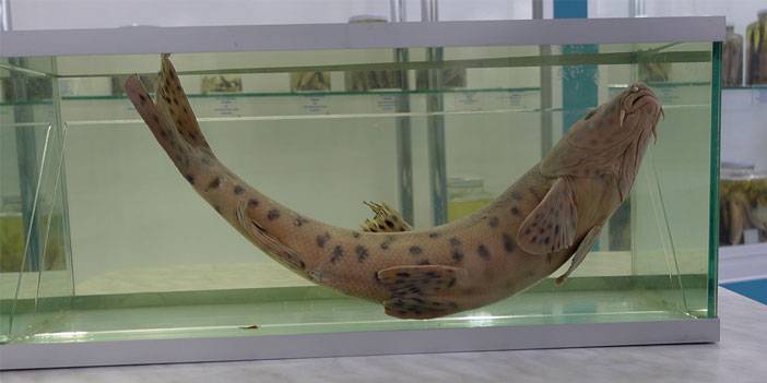 RTEÜ'lü Bilim İnsanları, Dünyanın En Nadir Canlılarından Leopar Sazanını Arıyor