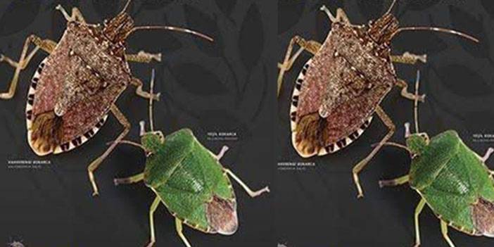 Karadeniz'de 'İstilacı Böcek' Durdurulamıyor; Bir Çift 14 Bin Yumurta Bırakıyor