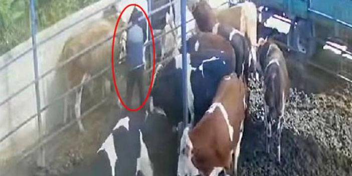 Boğanın Boynuz Darbesiyle Havaya Fırladı