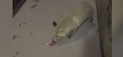 Rize'de aç kalan tilkiyi vatandaşlar besledi