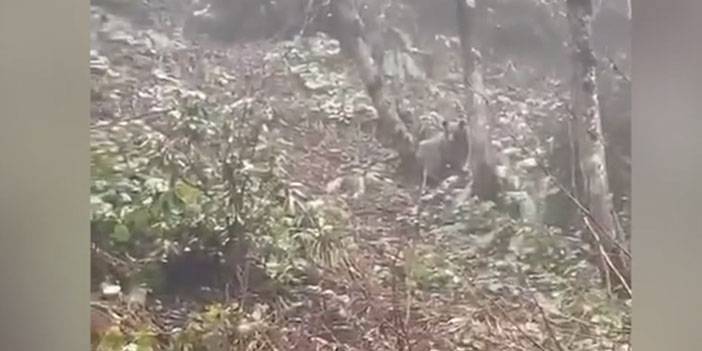 Rize'de yola inen ayı cep telefonu ile görüntülendi