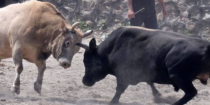 İspir'de boğa güreşleri nefes kesti