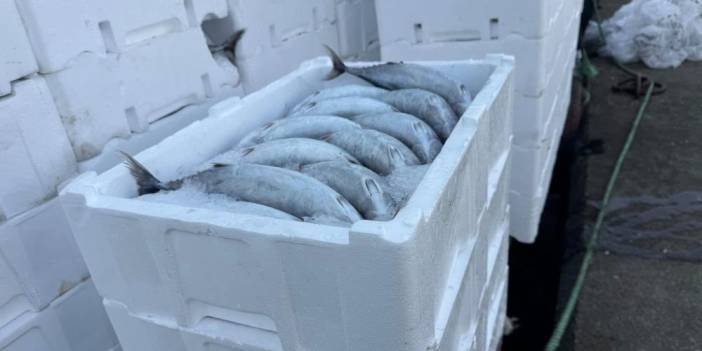 Palamudun içine konulduğu strafor köpük kasasının fiyatı palamuttan 3 kat pahalı