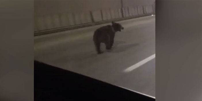 Rize'de tünelde koşan ayı cep telefonuyla kaydedildi