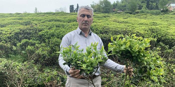 Çay üreticilerinden çay budama tepkisi
